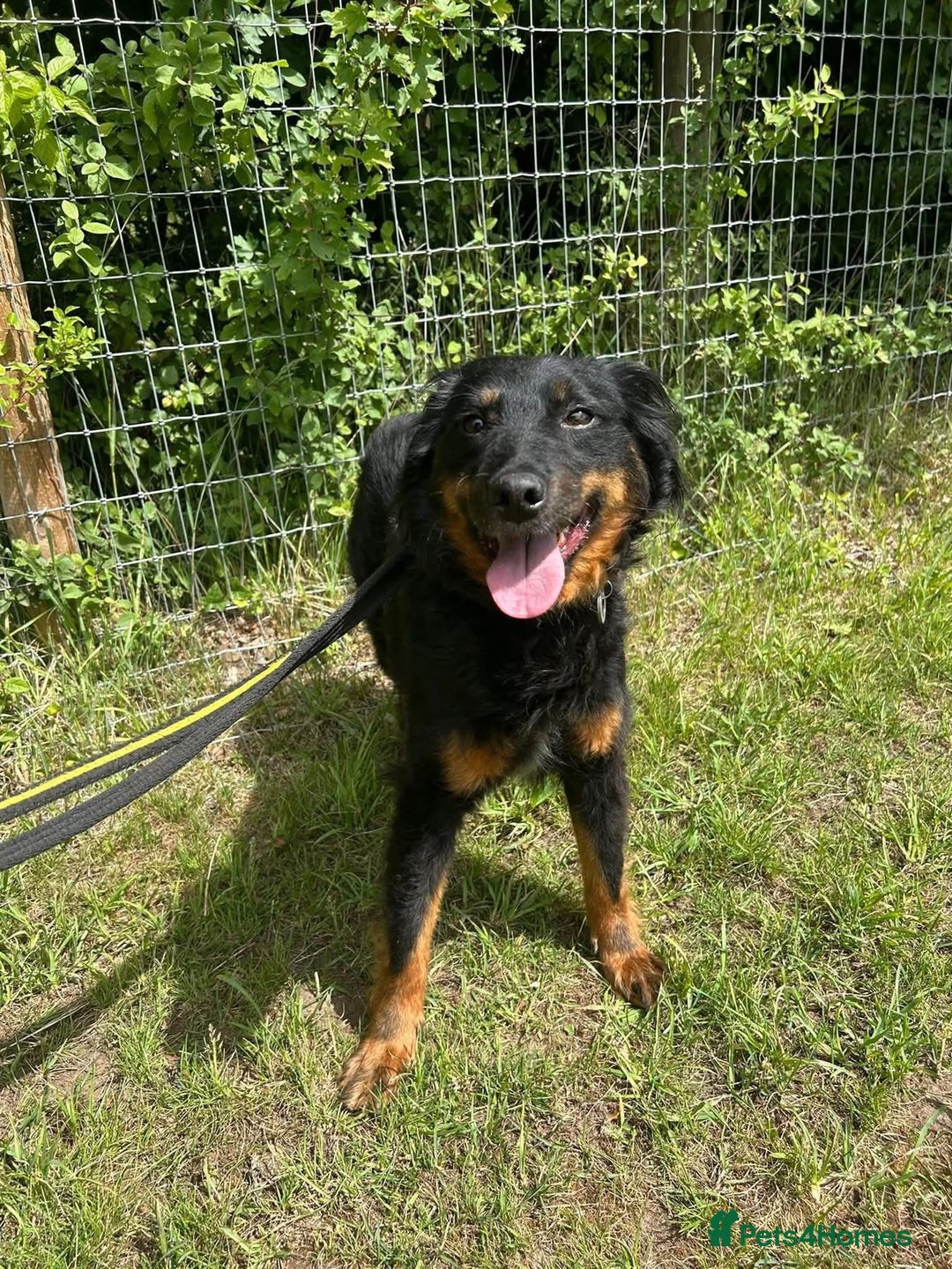 Mixed Breed dogs for adoption: Paige - Norwich Norfolk  - Image 11