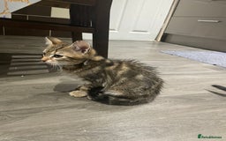 Mixed Breed cats for sale: 4 stunning tabby kittens - Image 5