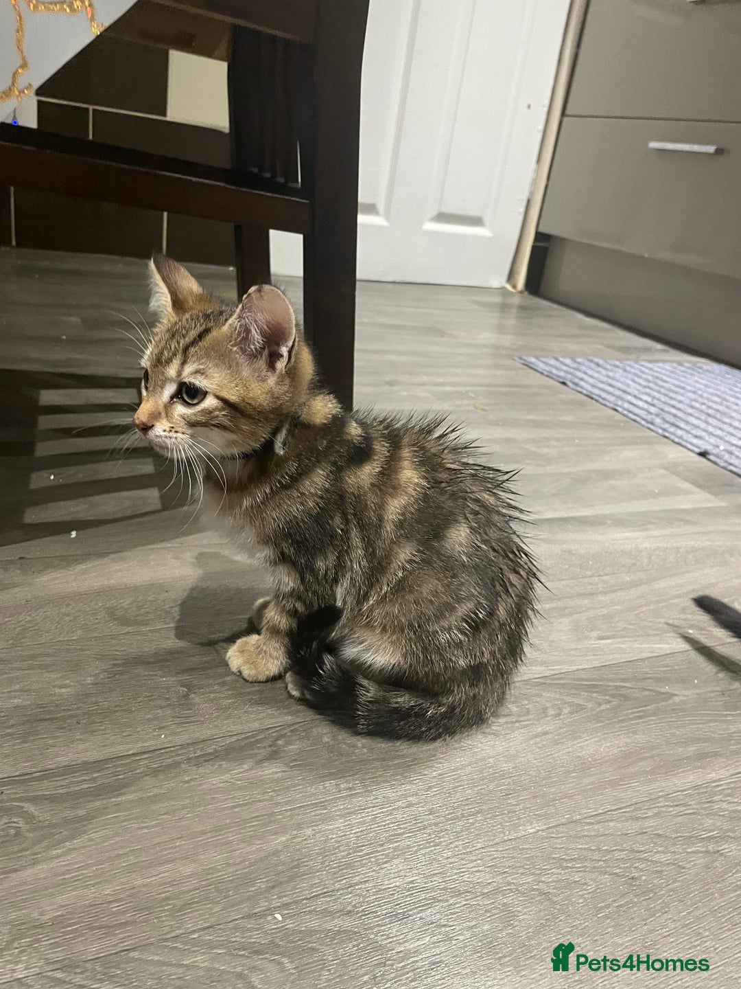 Mixed Breed cats for sale: 4 stunning tabby kittens - Image 5