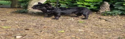 French Bulldog dogs for stud: WAVE CHECK C2 PUFFY TRINDLE  - Advert 8