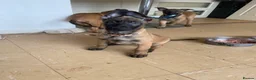 Belgian Shepherd Dog dogs for sale: Belgian Malinois pups  - Advert 10