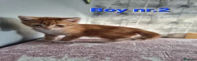 Mixed Breed Kitten 2