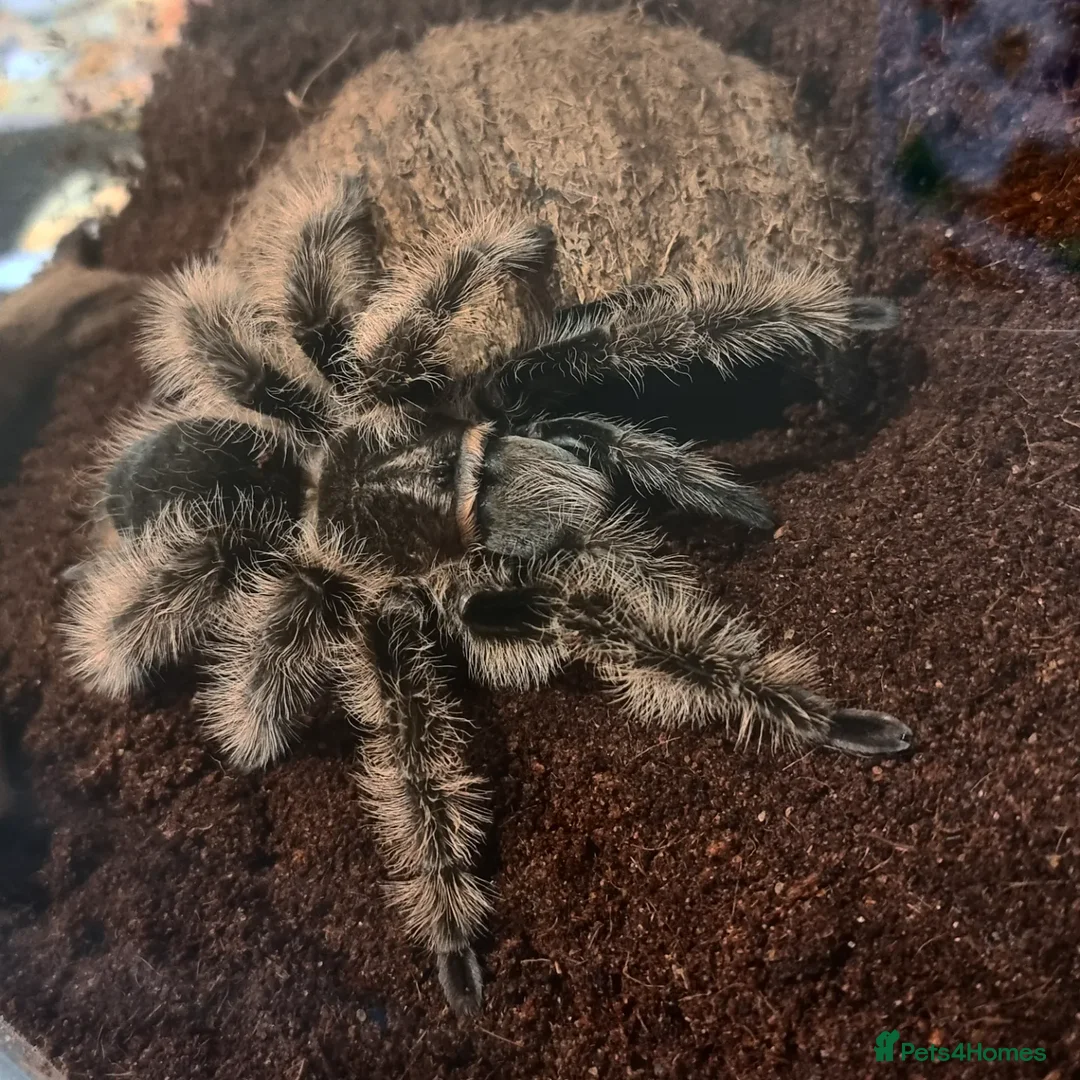 Spiders invertebrates for sale: Tarantula Collection 10 spiders  - Image 6