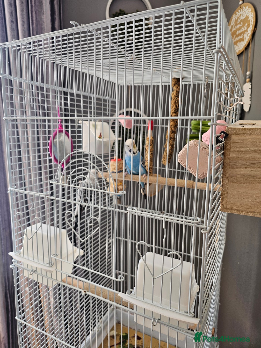 Budgerigars birds for sale: Budgies for sale  - Image 2