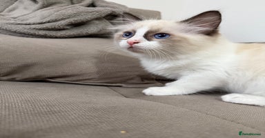 Ragdoll cats - Advert 2