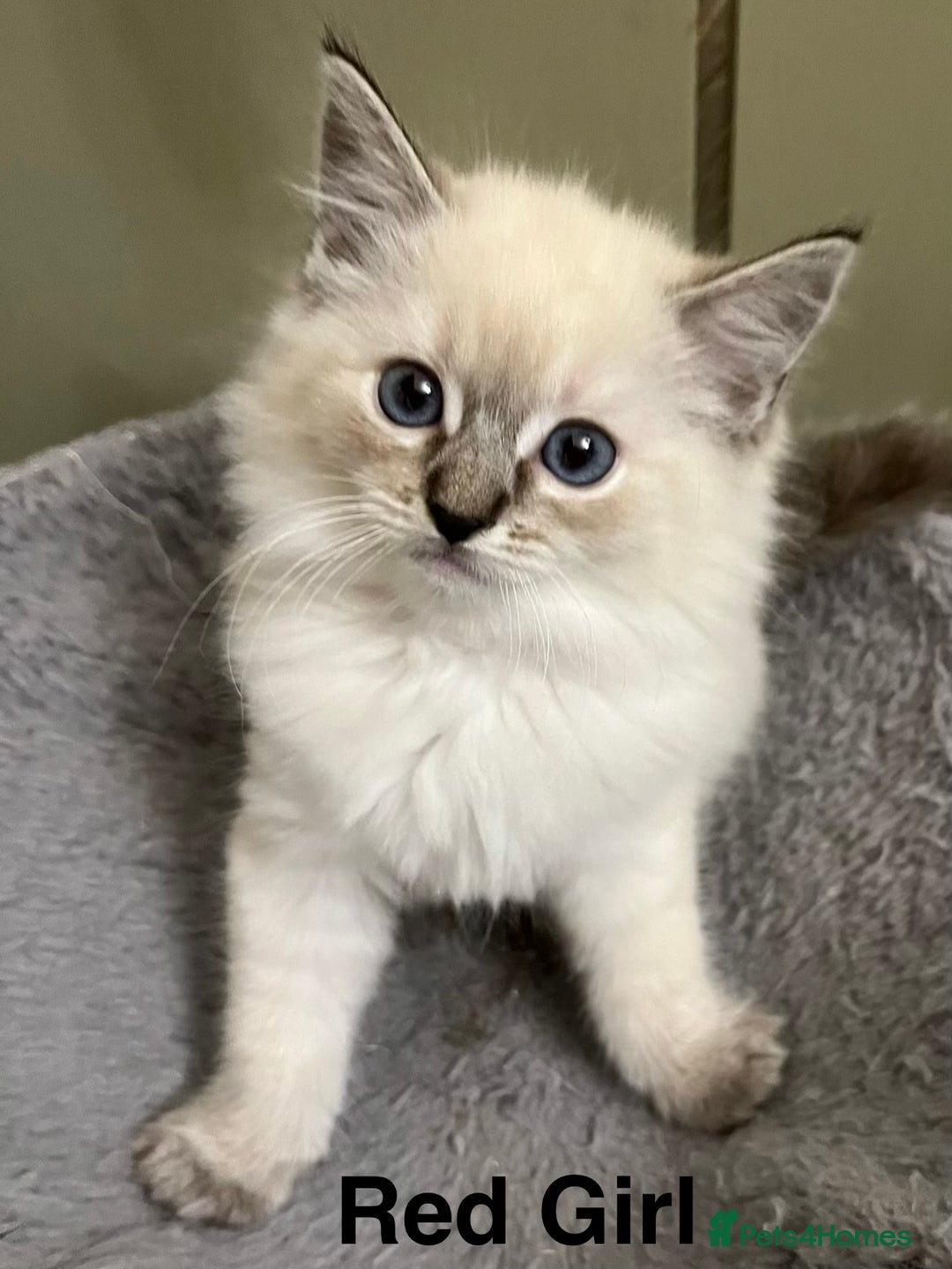 Ragdoll cats for sale: ❤️5 Beautiful Pure Ragdoll Kittens❗️❤️🐈 - Advert 4