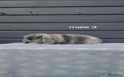 Mini Lop rabbits for sale: Purebred mini lops - Image 9