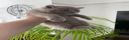 British Shorthair cats for sale: Champion Bloodline British shorthair kittens - Advert 7