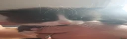Mixed Breed cats for sale: Marble ,  - Advert 2