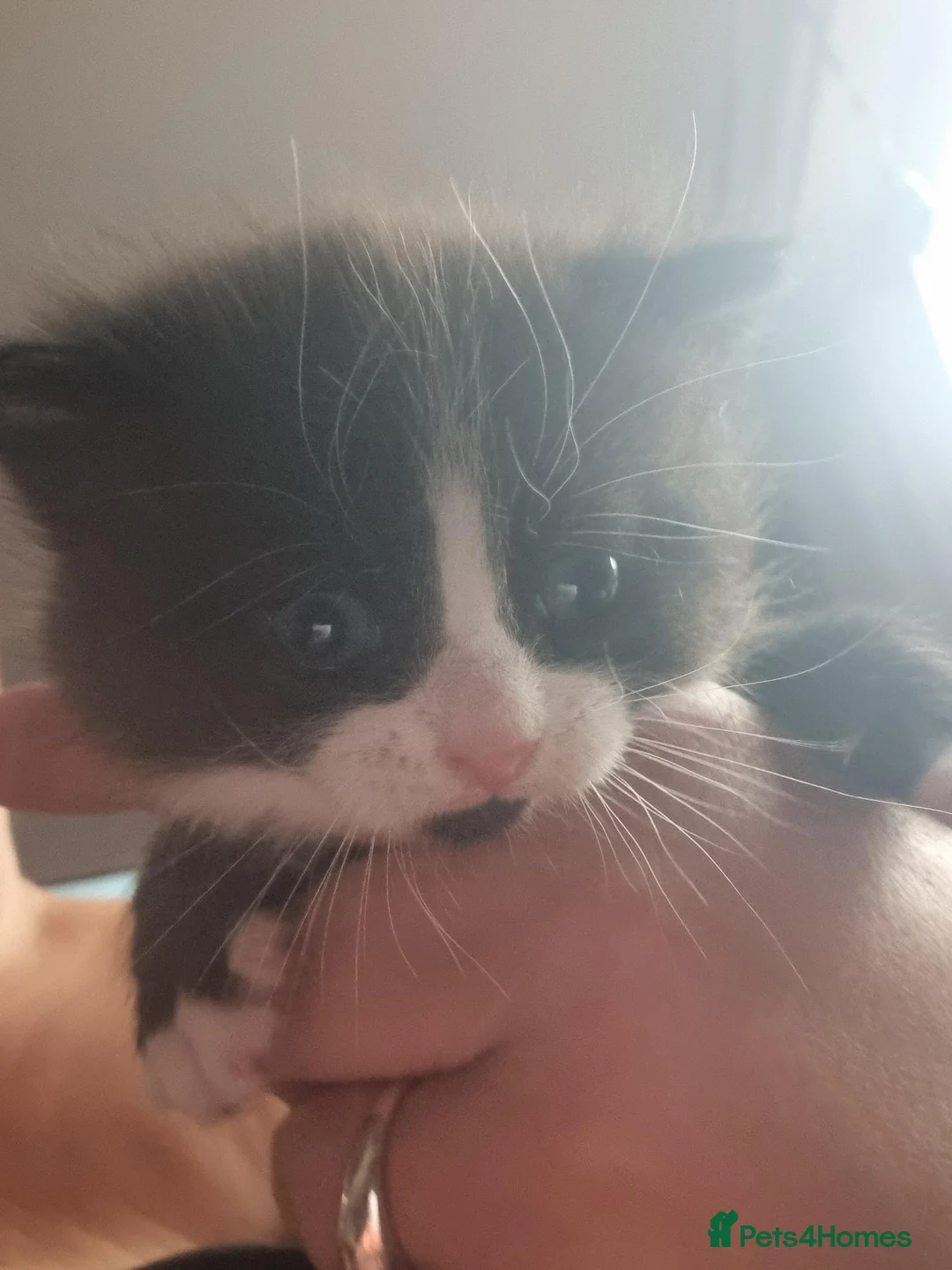 Mixed Breed cats for sale: Marble ,  - Advert 2