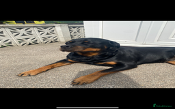 Rottweiler dogs for sale: Stella - Image 6