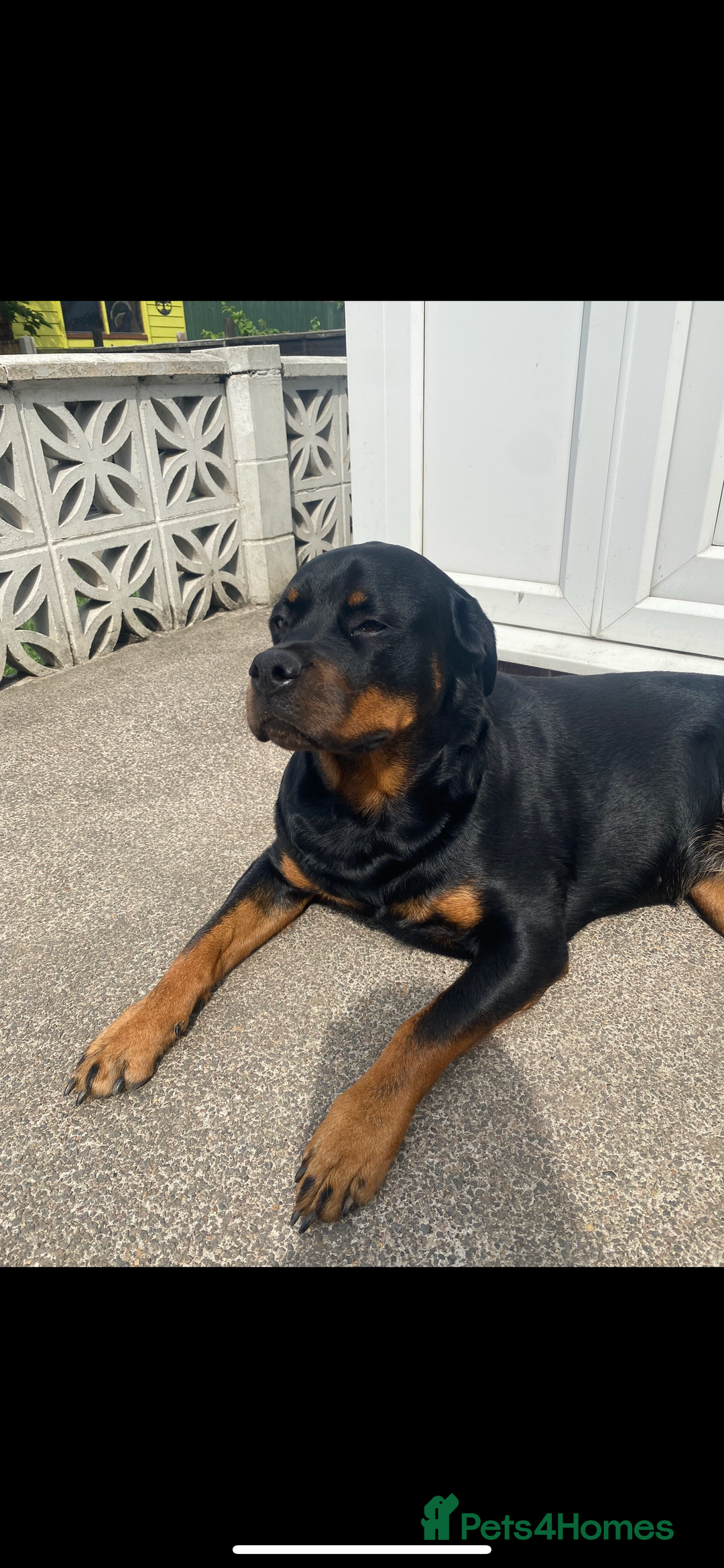Rottweiler dogs for sale: Stella - Image 6