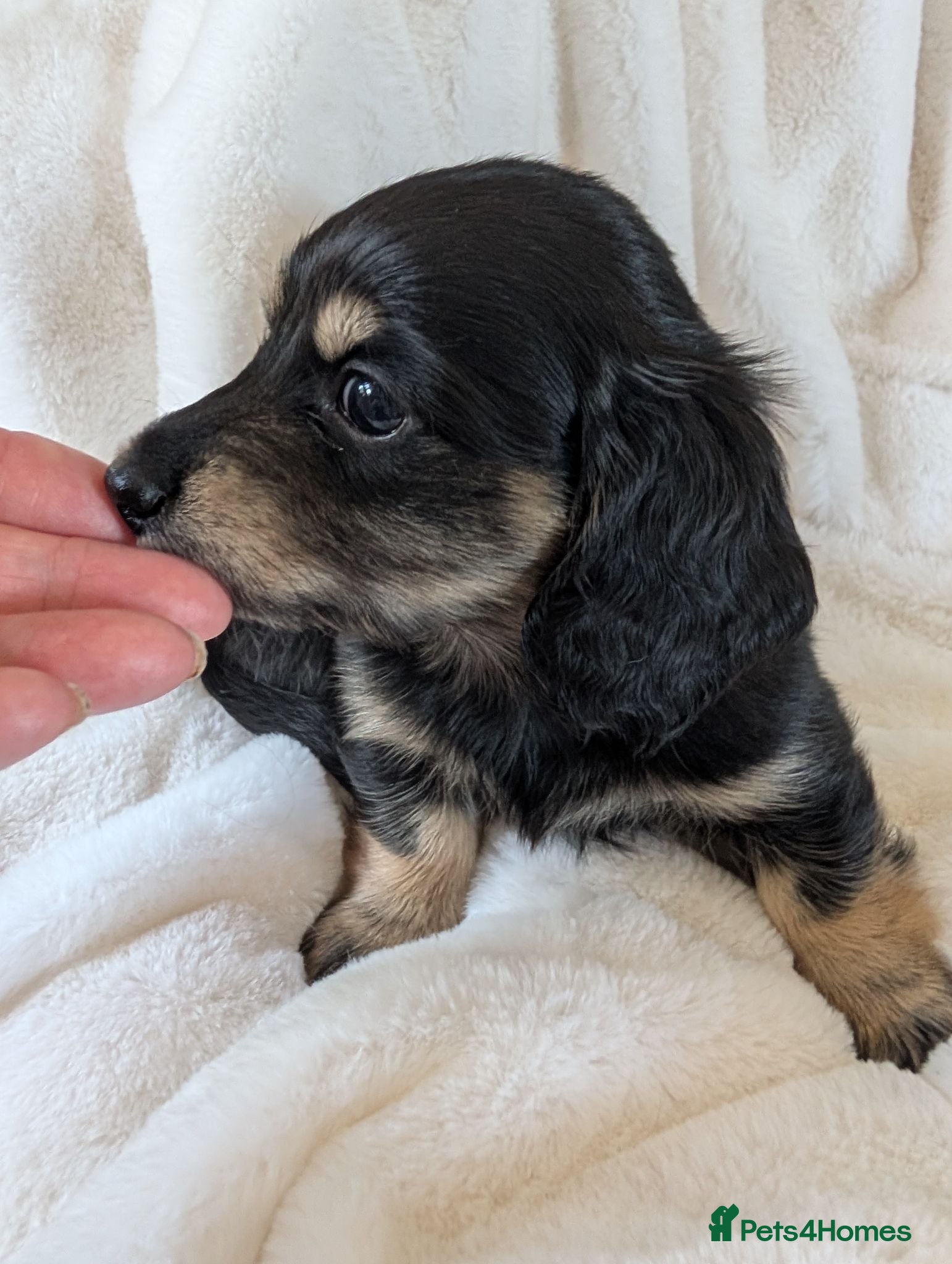 Miniature Dachshund dogs Stunning LH pra clear MD - Advert 7