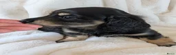 Miniature Dachshund dogs for sale: Stunning LH pra clear MD - Advert 10