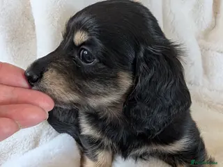 Miniature Dachshund dogs Stunning LH pra clear MD - Advert 7
