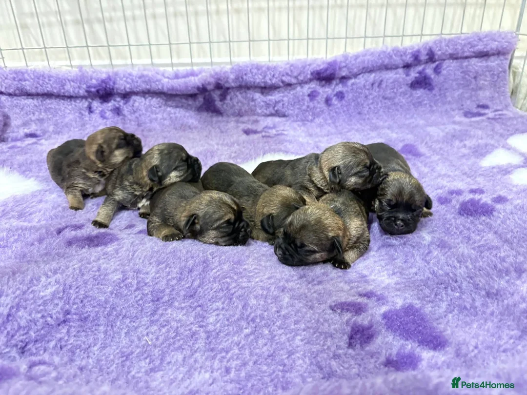 Border Terrier dogs for sale: KC Border Terrier puppies in Coldstream - Advert 3