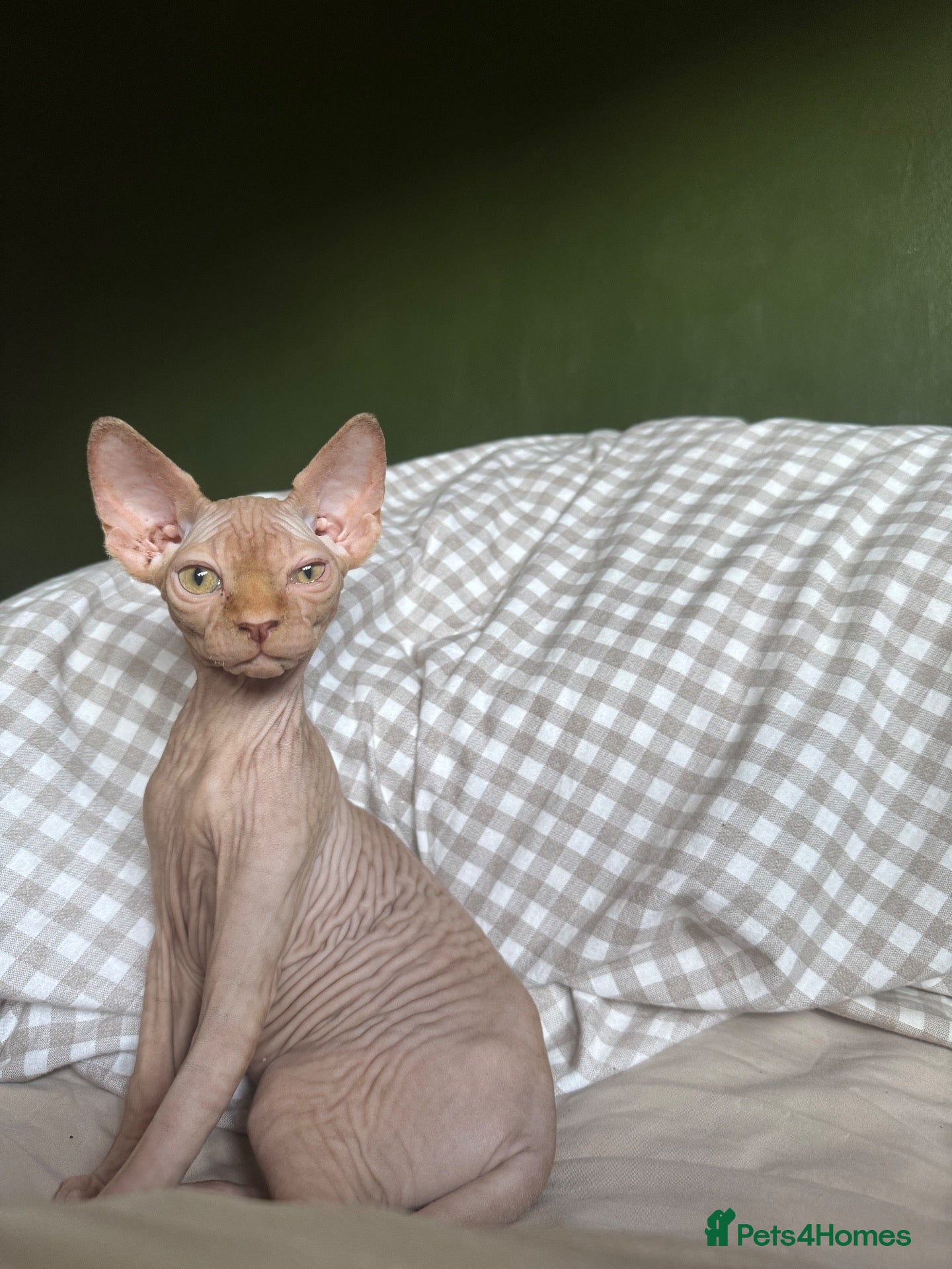 Sphynx cats Canadian Sphynx Kitten for Sale - Advert 1