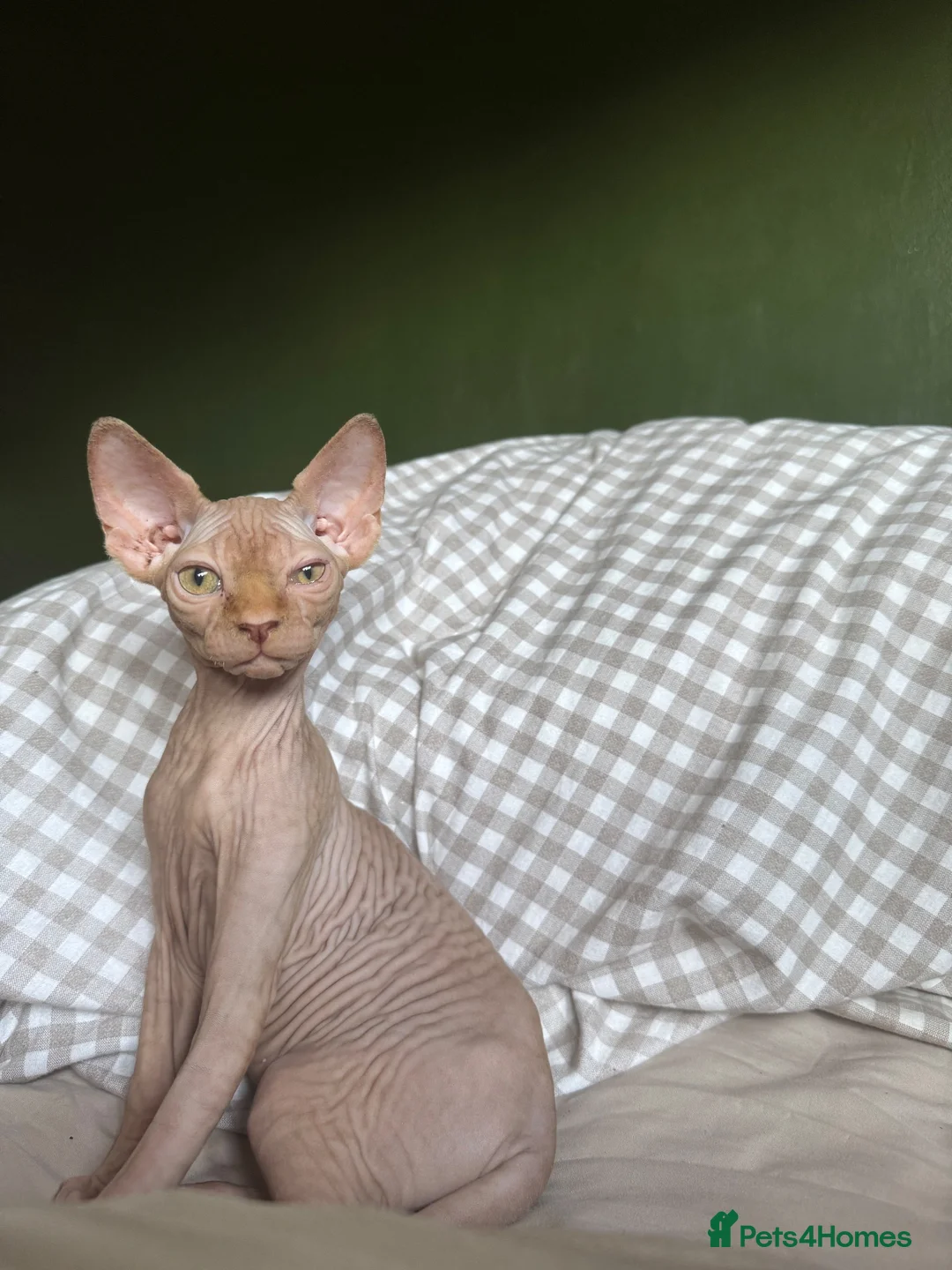 Sphynx cats for sale: Canadian Sphynx Kitten for Sale in Farnham - Advert 1