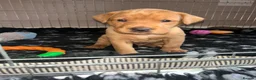 Labrador Retriever dogs for sale: Gorgeous KC Registered Fox Red Labradors  - Advert 13