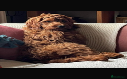 Irish Doodle dogs for sale: Stunning F1 mini Irish  Doodles  - Image 18