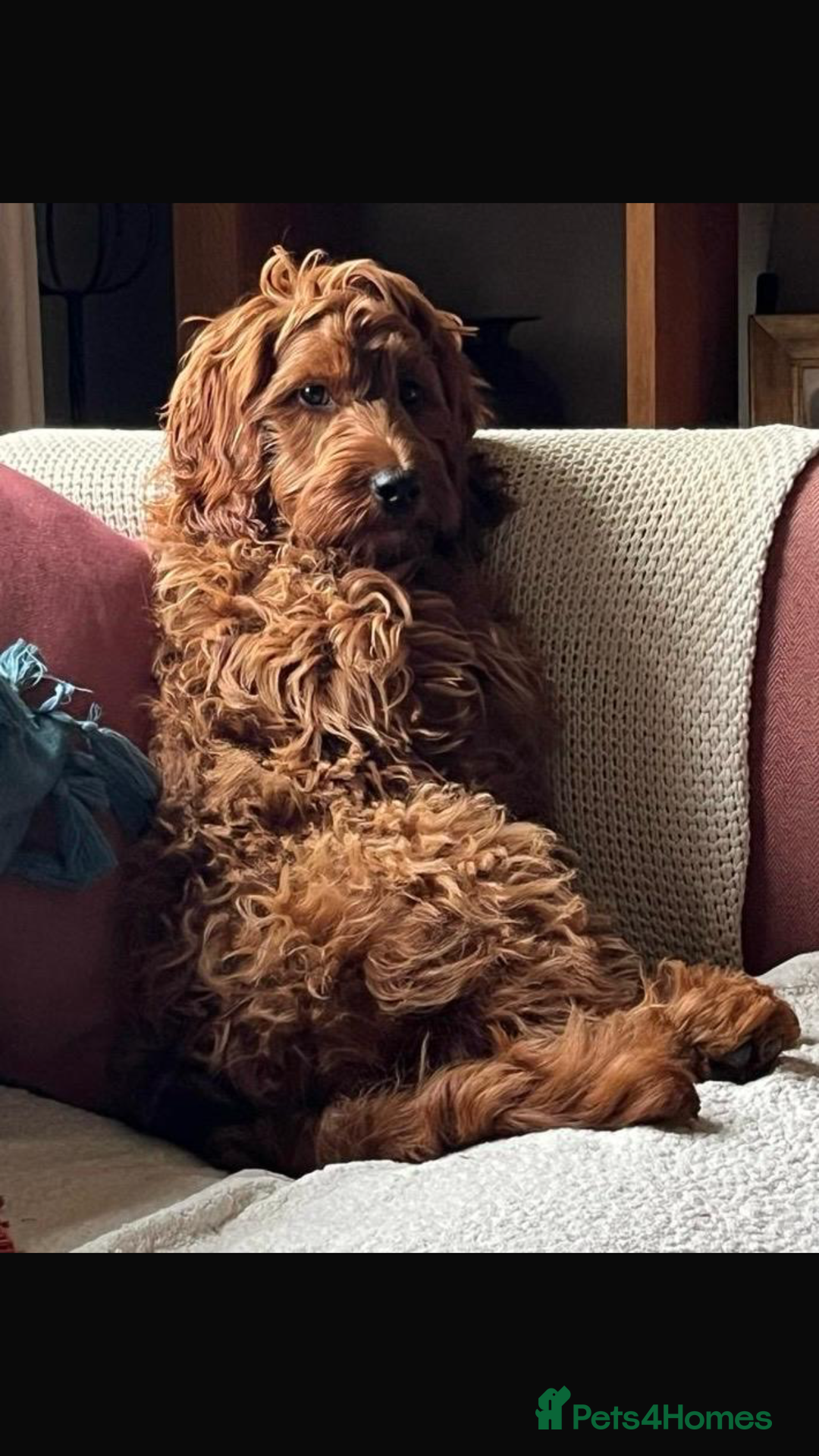 Irish Doodle dogs for sale: Stunning F1 mini Irish  Doodles  - Image 18