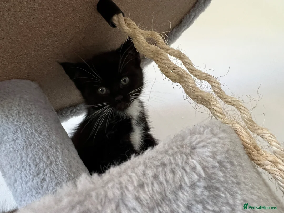 Mixed Breed cats for sale: £60 each - Advert 2