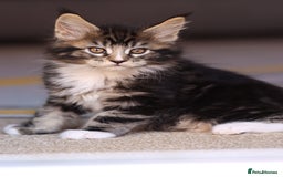 Maine Coon cats for sale: Beautiful Pedigree Maine Coon Kittens - Image 6