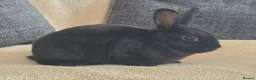 Rex rabbits for sale: Mini rex kits  - Advert 4