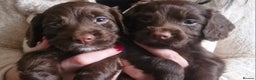 Cocker Spaniel dogs for sale: 5 Beautiful working cocker spaniel puppies  - Advert 6