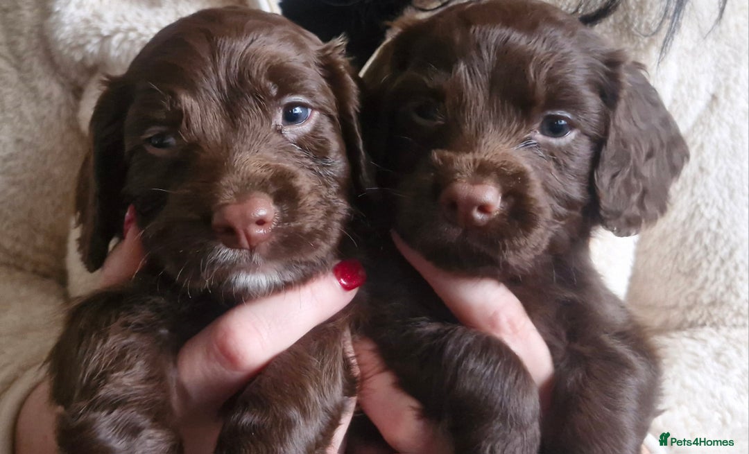 Cocker Spaniel dogs for sale: 5 Beautiful working cocker spaniel puppies  - Advert 6
