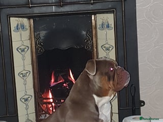 Olde English Bulldogge dogs in Workington - Advert 31