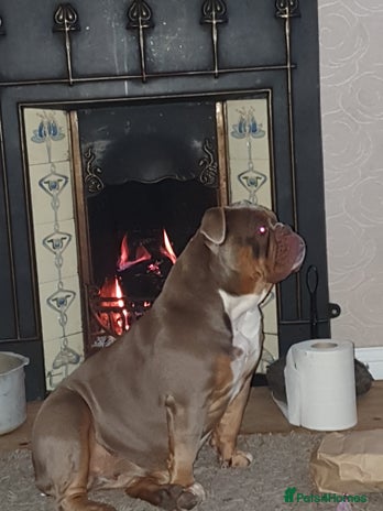 Olde English Bulldogge dogs in Workington - Advert 2