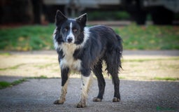 Border Collie dogs for sale: Border Collie Puppies for Sale - Image 4