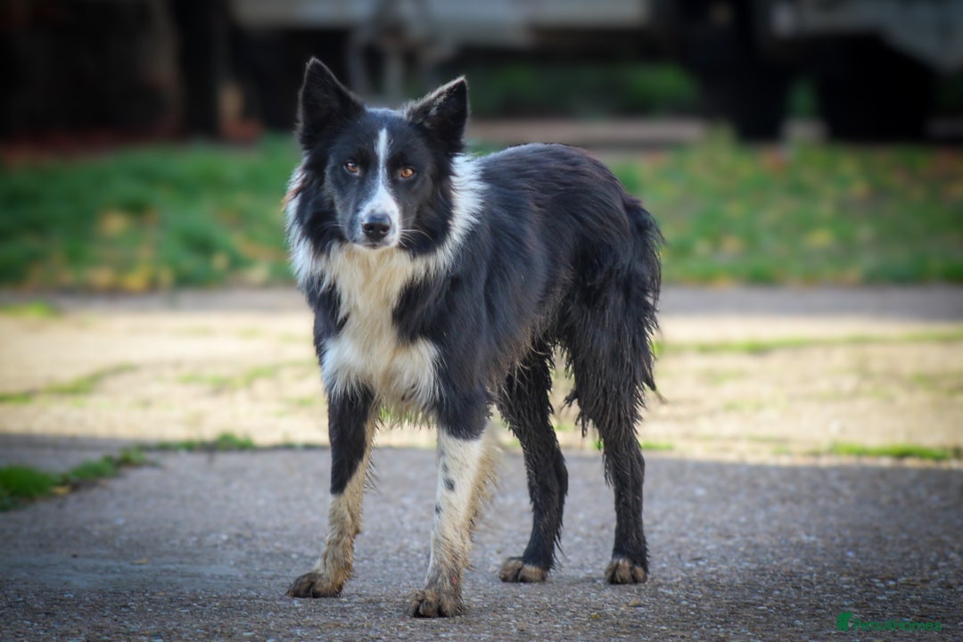 Border Collie dogs for sale: Border Collie Puppies for Sale - Image 4