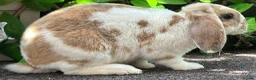 Mini Lop rabbits for sale: Mini Plush Lop - Hypoallergenic Fur. - Advert 11