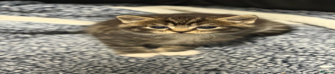Domestic Shorthair Kitten 3