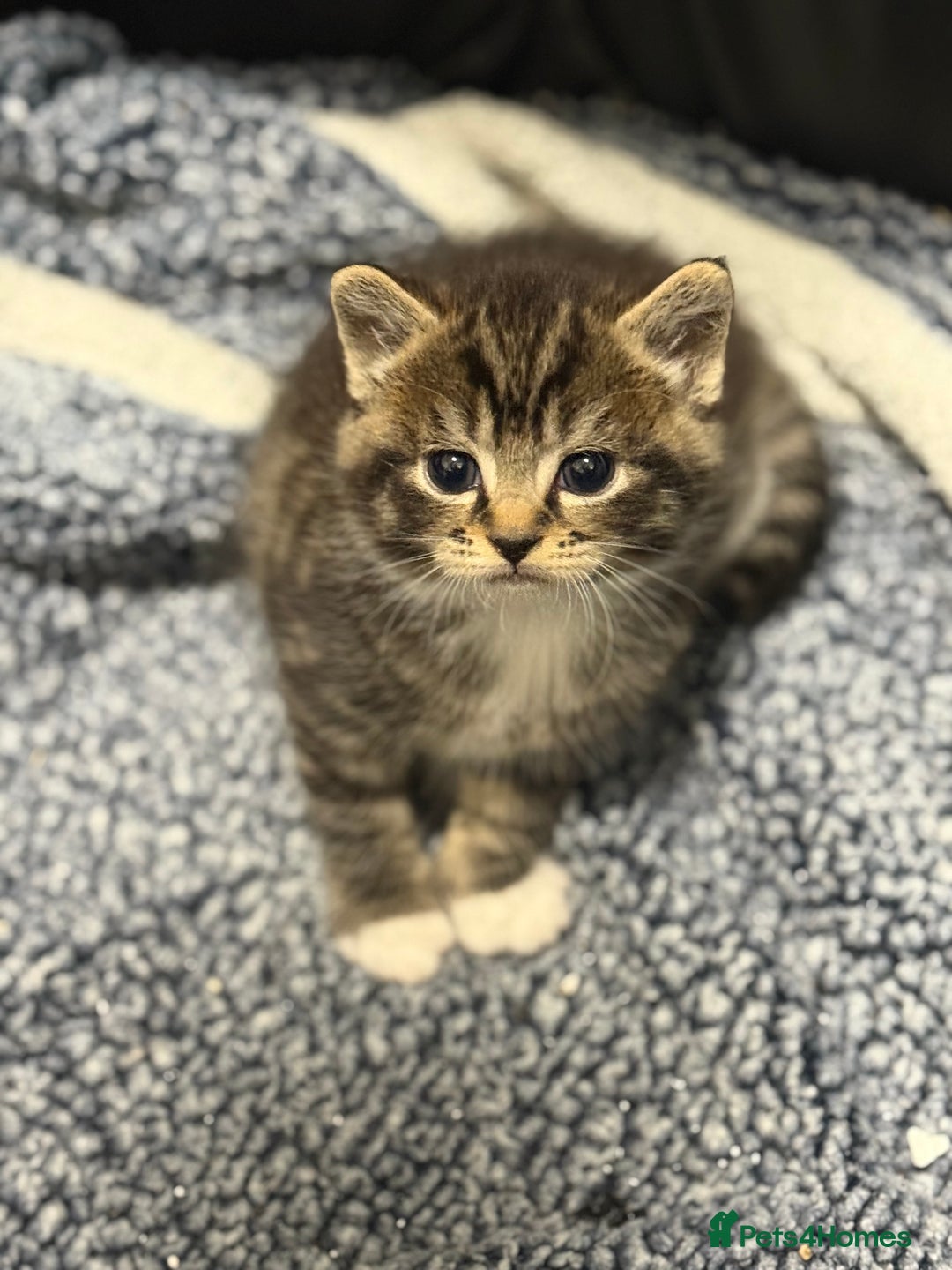 Domestic Shorthair cats for sale: Beautiful Kittens available - Image 2