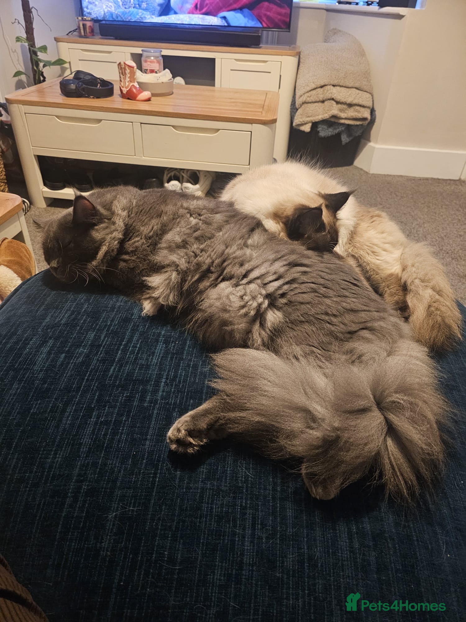 Mixed Breed cats Maine Coon x Ragdoll - Advert 3