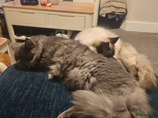 Mixed Breed cats Maine Coon x Ragdoll - Advert 3