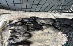 Mixed Breed dogs for sale: 9 gsd x pups for sale  - Image 1
