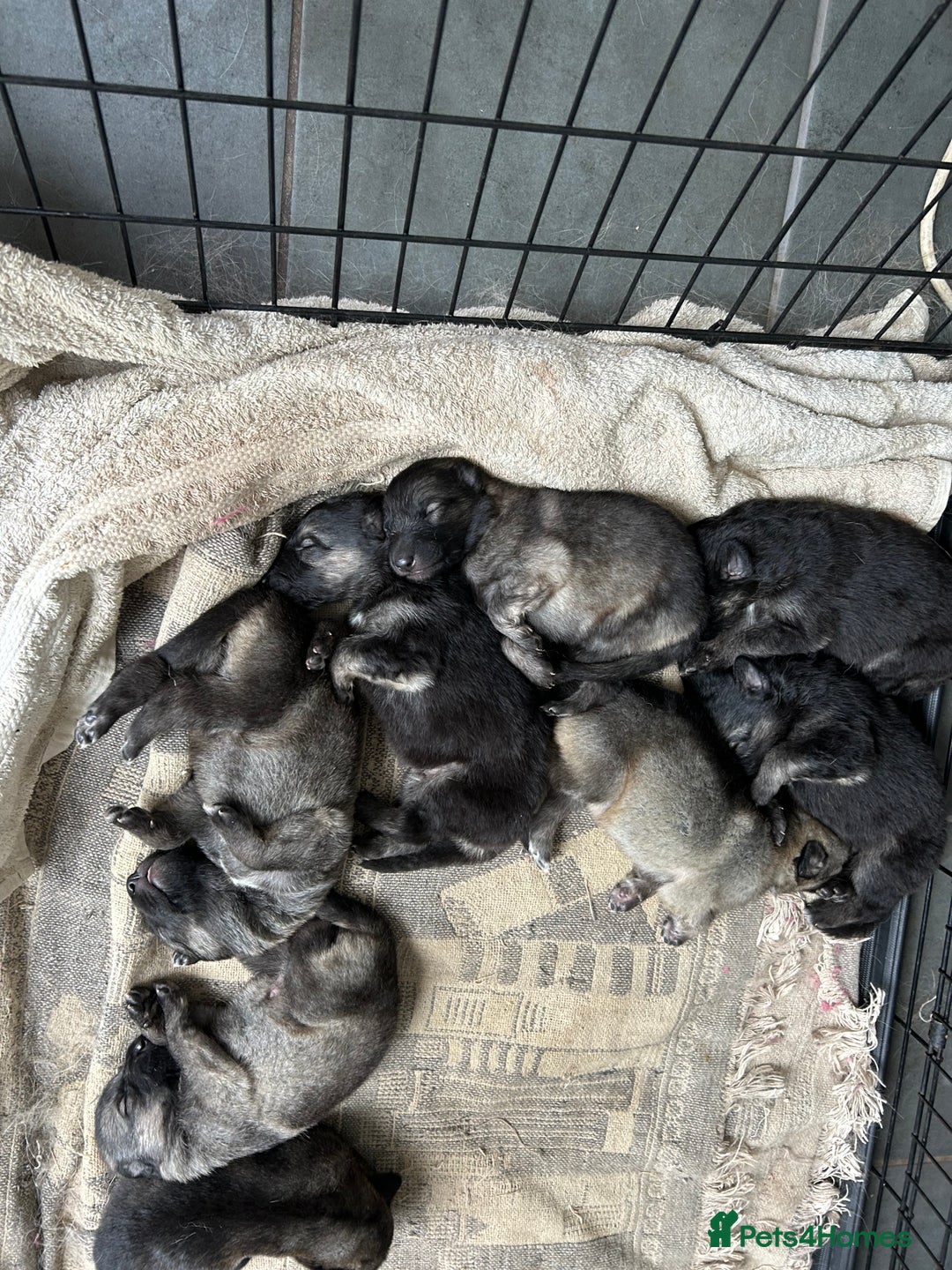 Mixed Breed dogs for sale: 9 gsd x pups for sale  - Image 1