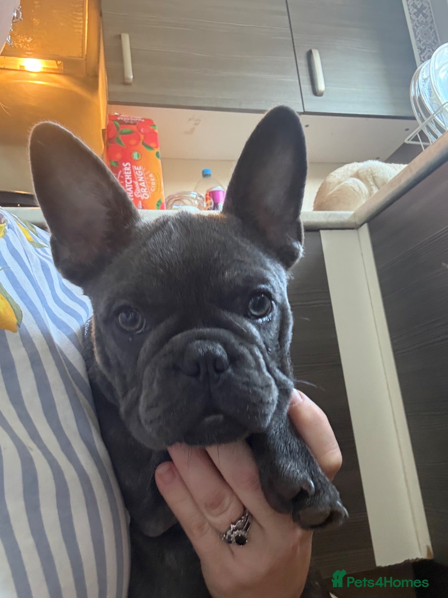 French Bulldog dogs Beautiful French bulldog girl pup  - Advert 5