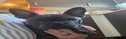 French Bulldog dogs for sale: Beautiful French bulldog girl pup  - Advert 1