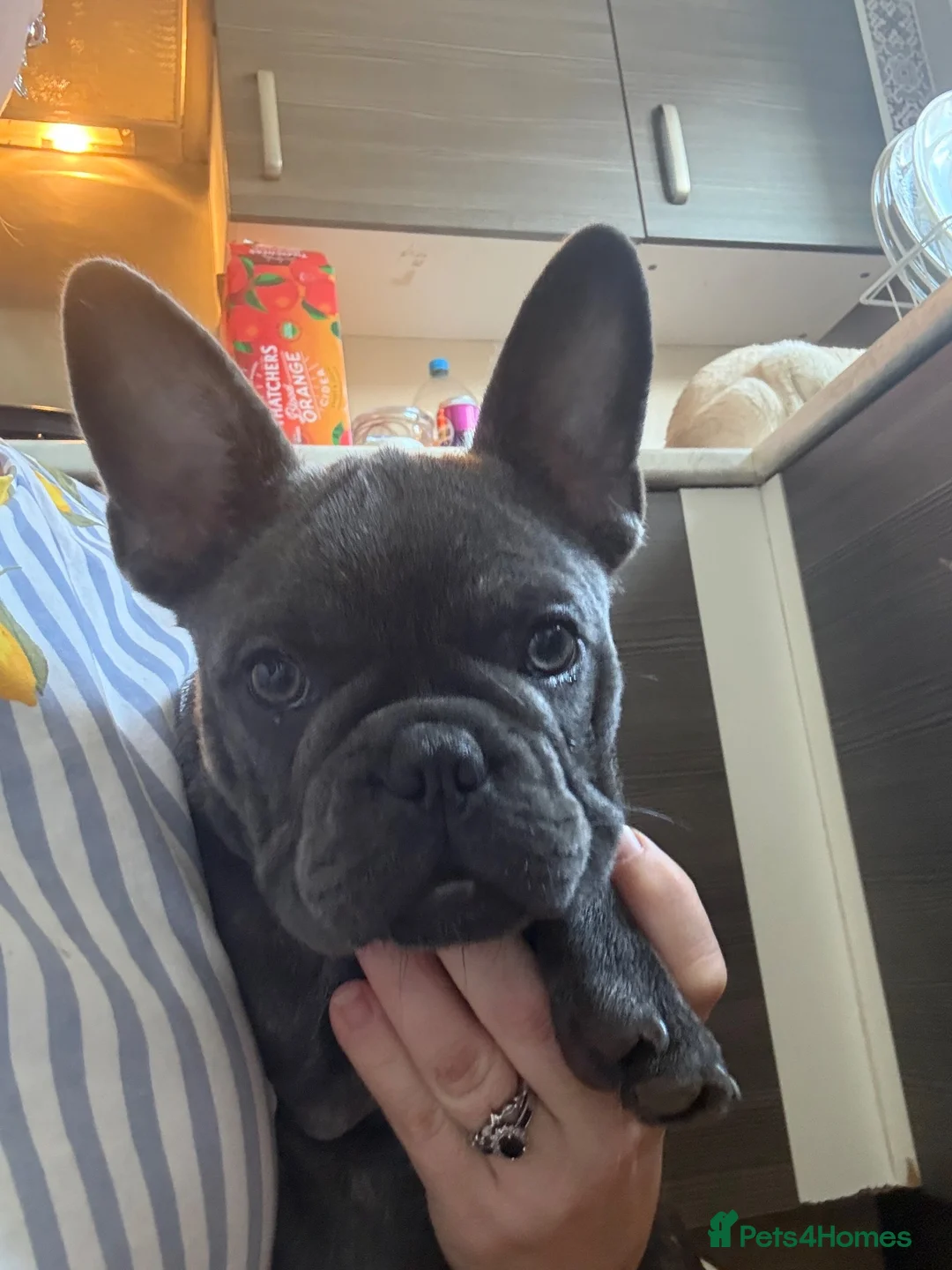 French Bulldog dogs for sale: Beautiful French bulldog girl pup  - Advert 1