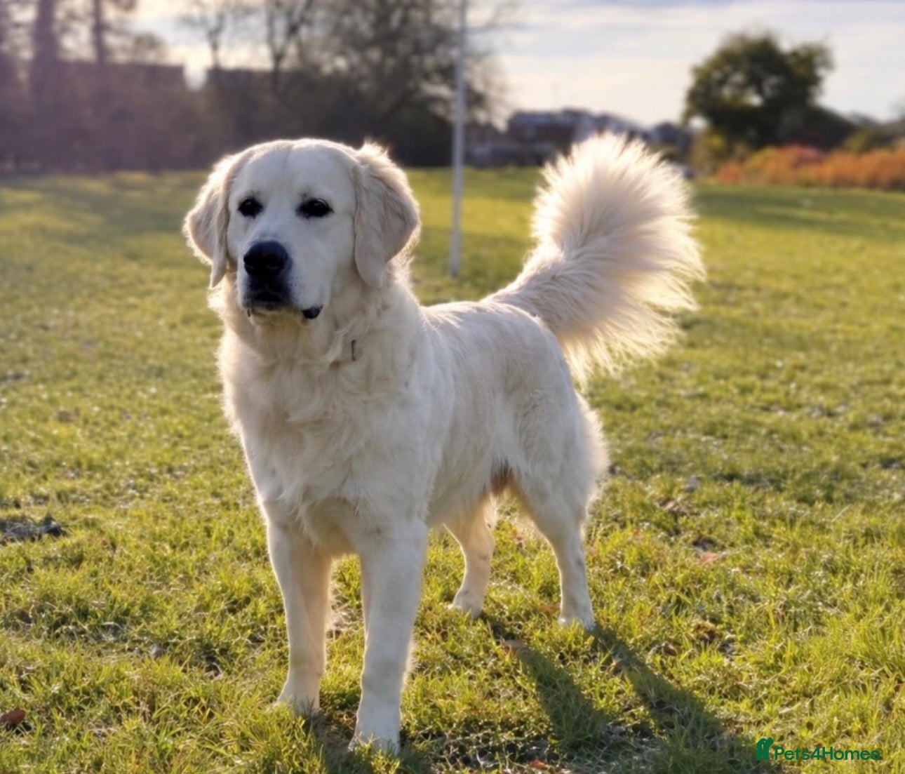 Golden Retriever dogs Exceptional DNA Clear Proven Stud - Advert 13