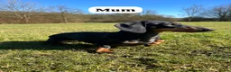 Miniature Dachshund dogs for sale: HEALTH TESTED KC MINIATURE Dachshund PUPPIES - Advert 9