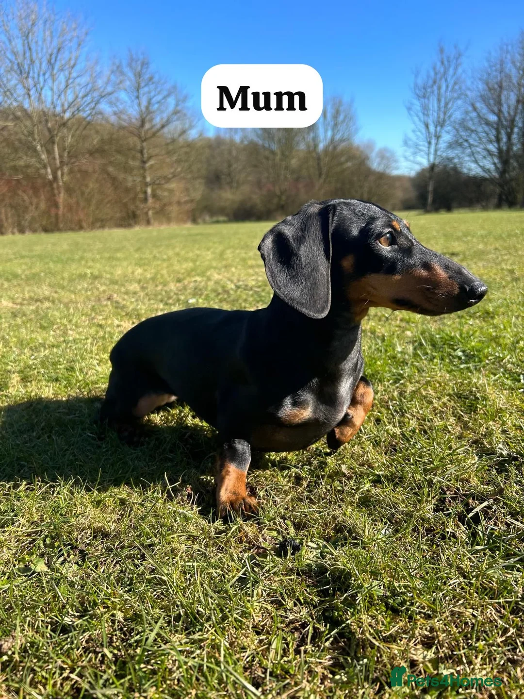 Miniature Dachshund dogs for sale: HEALTH TESTED KC MINIATURE Dachshund PUPPIES - Advert 9