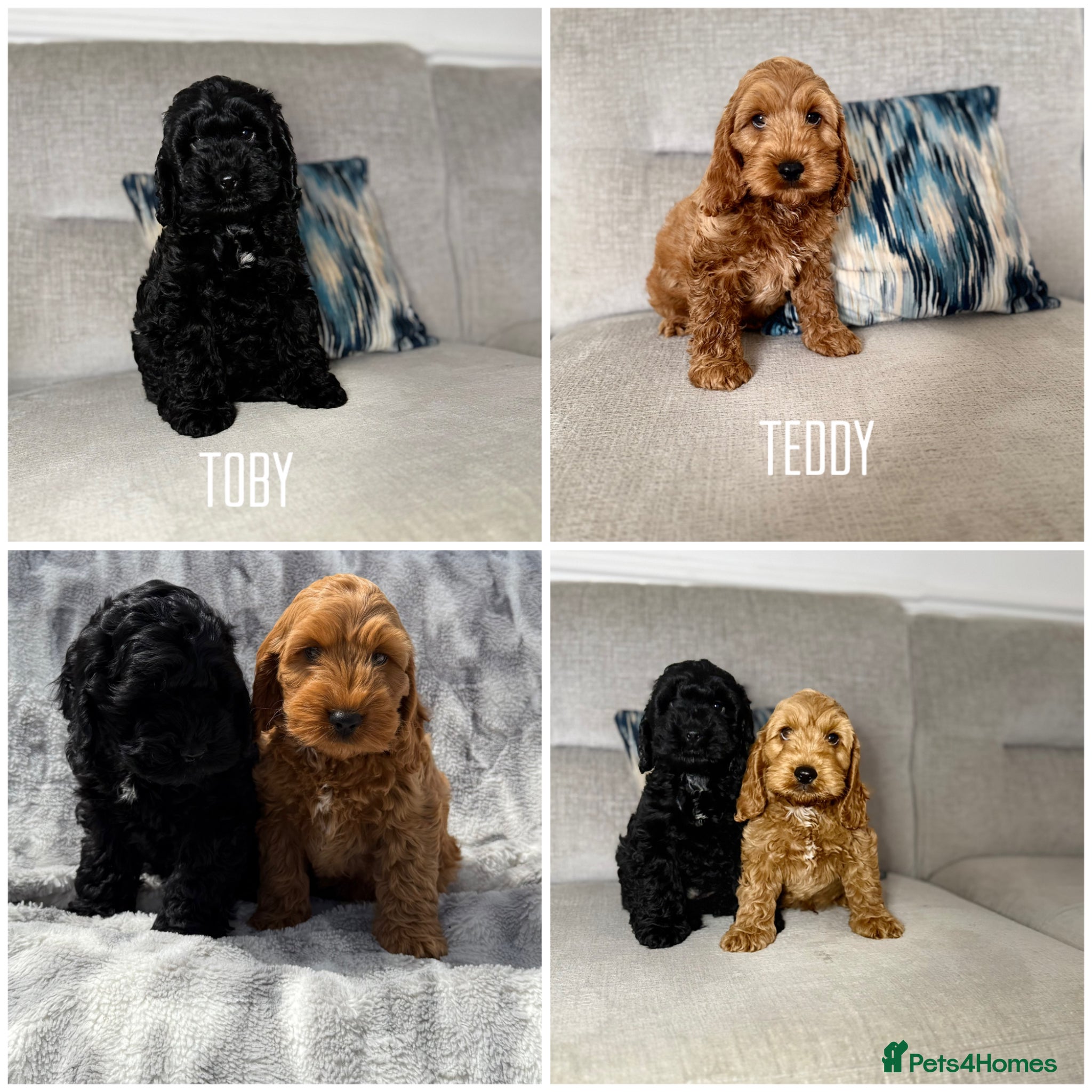 Cockapoo dogs F1 cockapoo puppies READY NOW - Advert 1