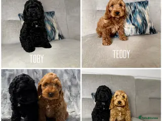 Cockapoo dogs F1 cockapoo puppies READY NOW - Advert 1