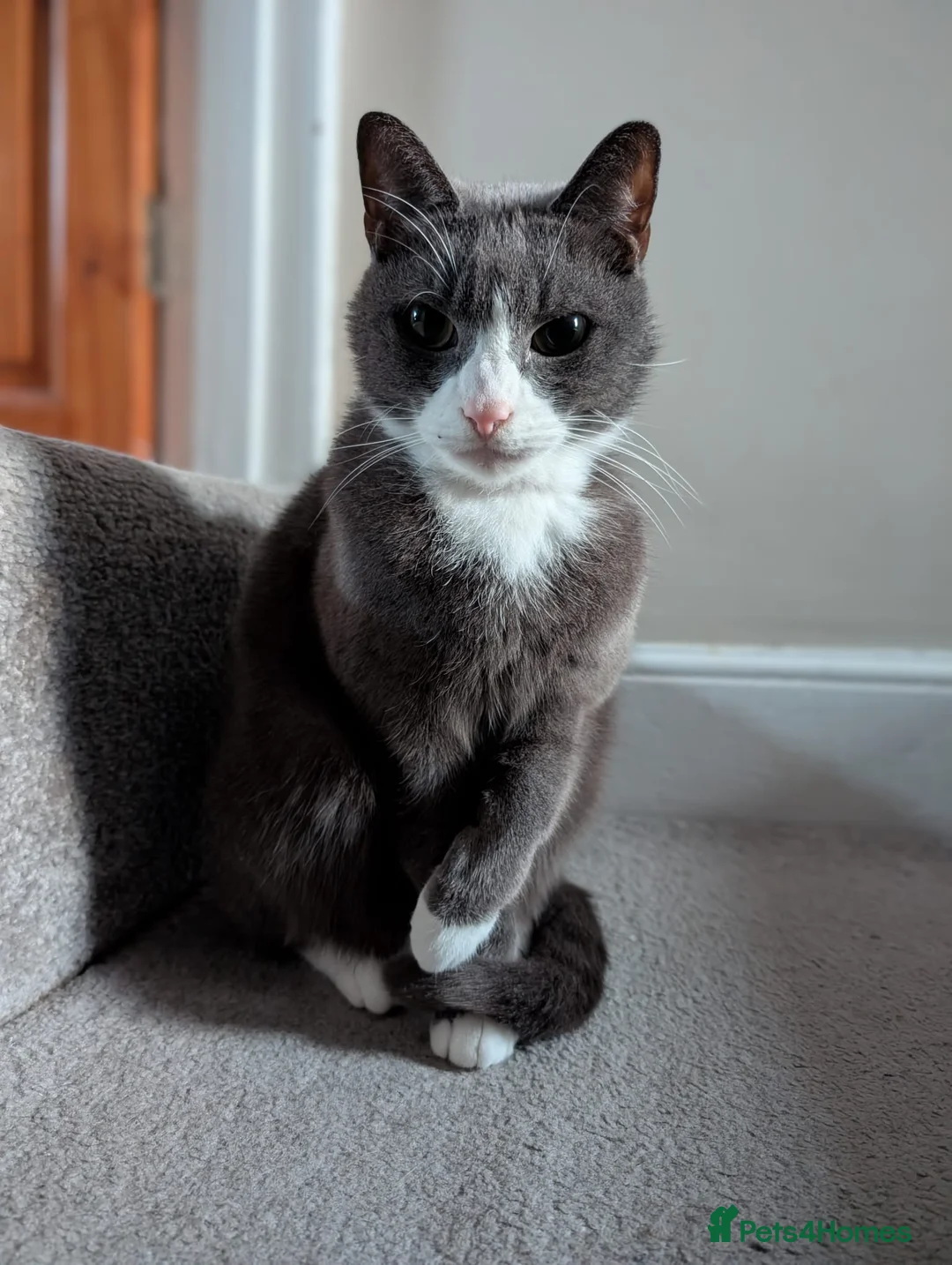 Mixed Breed cats for sale: Leo (grey and white adult male) - Advert 1